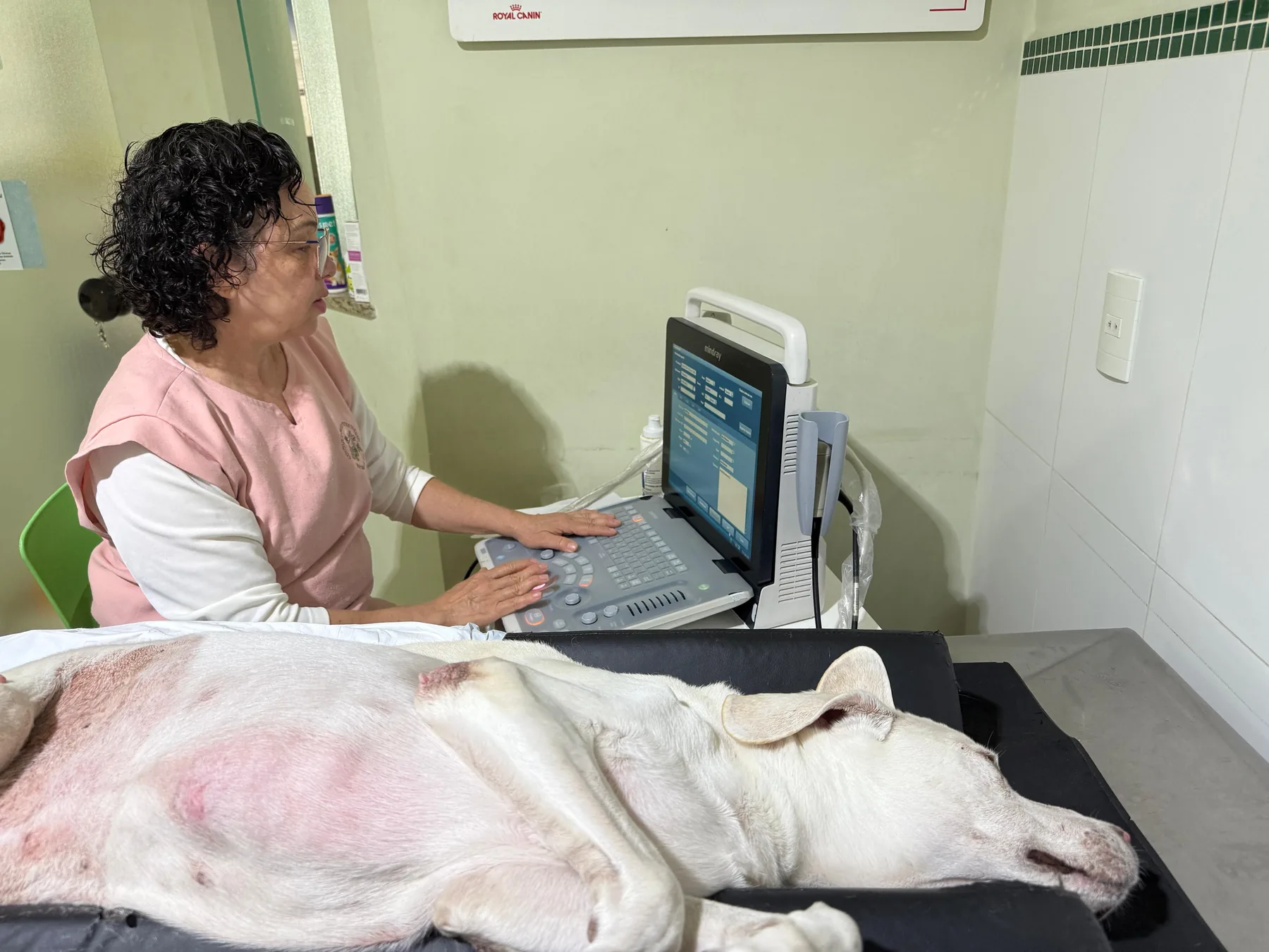 Ultrassonografia na Bichos & Cia
